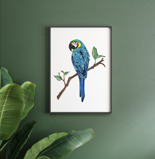 Macaw Parrot - Watercolor Print