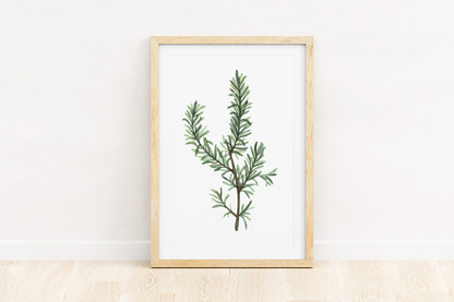 Rosemary Watercolor Print