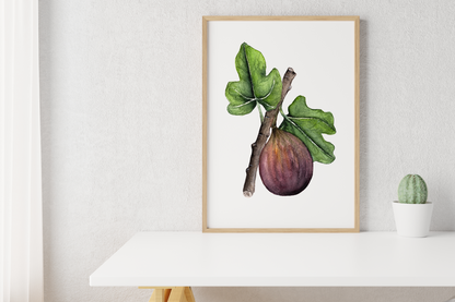 Fig Watercolor Print